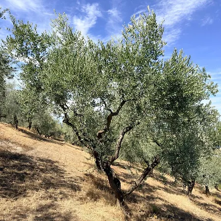 Casa Corbezzolo Abruzzo * Bozza